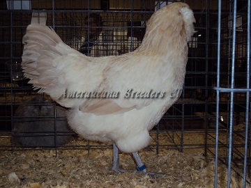 SC District 2014 BV Blue Wheaten Pullet